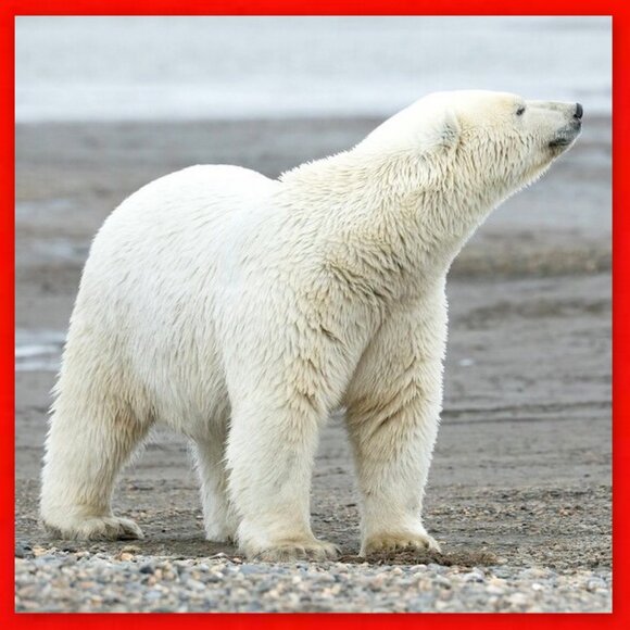 Wonderful Roll of 25 x 2010 16-Serration Canada $2 Toonies! - Picture 7 of 14